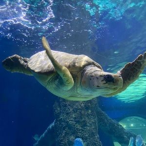 Meet your Posher, Dee